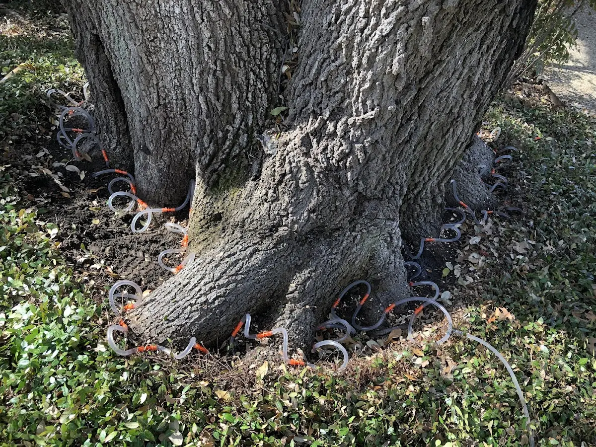 Detailed Tree Cabling and Bracing job site in Corinne