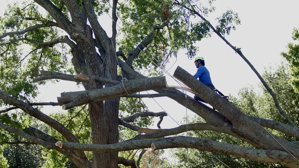 Professional Crown Thinning performed by certified arborists in Corinne